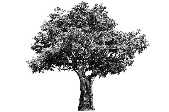 Abbildung eines Baums, der für den Fokusaspekt 